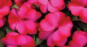 New Guinea Impatiens Continued OUTDOOR GROWING SCHEDULE Infinity and Ruffles New Guinea Impatiens finish best in a controlled greenhouse environment, but can be moved outdoors after all threat of