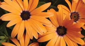 Osteospermum Continued OUTDOOR GROWING SCHEDULE Symphony Osteospermum can be grown outdoors in the earliest spring conditions (approximately frost to 25 F, or early- to mid-april in Michigan), if
