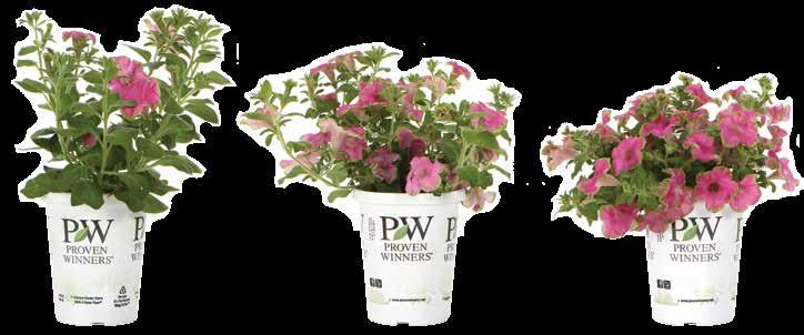 Petunia Continued Supernova treated liners are highly recommended for small containers.