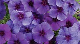 Phlox Continued OUTDOOR GROWING SCHEDULE Intensia Phlox can be grown outdoors in the second earliest spring conditions (approximately frost to 28 F, or mid- to late April in Michigan), if frost