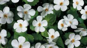 Sutera (Bacopa) Snowstorm ph: 5.5 5.8 EC: (2:1 extraction method).6.9 Feed constantly at 150ppm 200ppm nitrogen with a fertilizer selected for grower s water quality and soil mix.