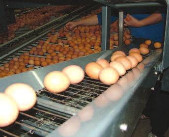 off loading EGG CONVEYOR SYSTEMS FOR USE WHERE SPACE IS LIMITED AND TO EXTEND SIDELINER MODELS FLEXIBILITY For use with "in