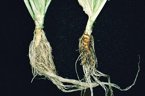 Pythium Root Rot in