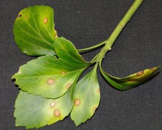 Cylindrocladium Pachysandra Cultivars Disease severity (total