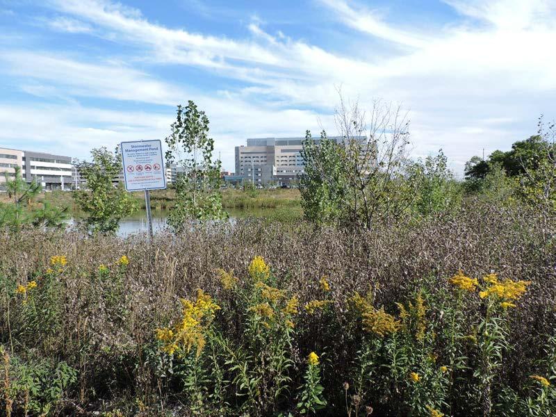 Figure 12: View of new Oakville Hospital and research buildings to the east, with storm water pond in foreground. (AB, 2015) 10.