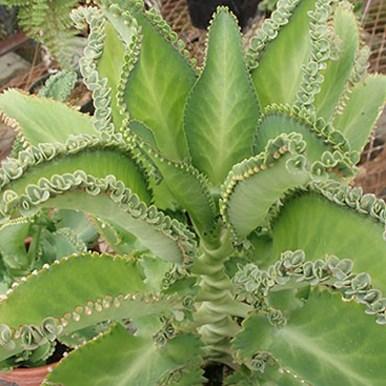 Texas A&M AgriLife Extension April, 2013 Volume 2, Issue 2 Hale County Master Gardeners Kalanchoe Daigremontiana By: Cindy Simmons This past summer I bought a beautiful tub of succulents from Max and