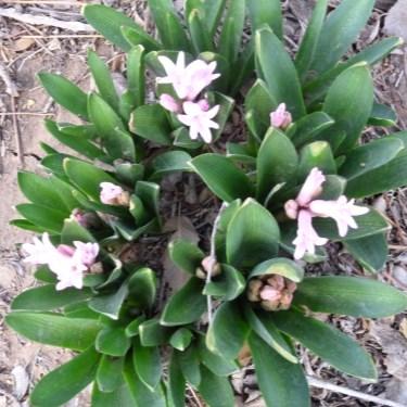 I have included some photos of my spring bulbs for you to enjoy. It is now safe to start planting your annuals, perennials, herbs and some vegetables. You can do this from seed or buy plants.
