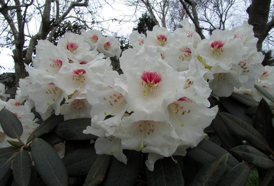 garden, Rhododendron pachysanthum has beautiful flowers for