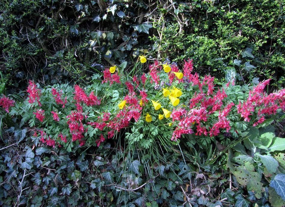 Corydalis George Baker and Narcissus bulbocodium growing in a narrow bed between the