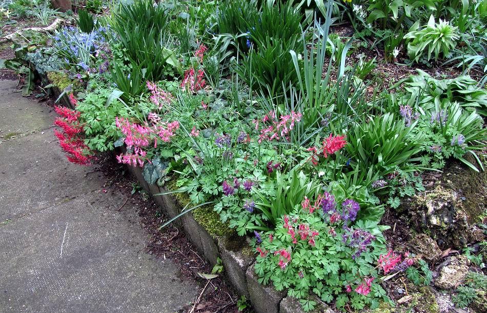 Earlier this bed featured Crocus, Cyclamen and Hepatica now the feature plant is Corydalis.