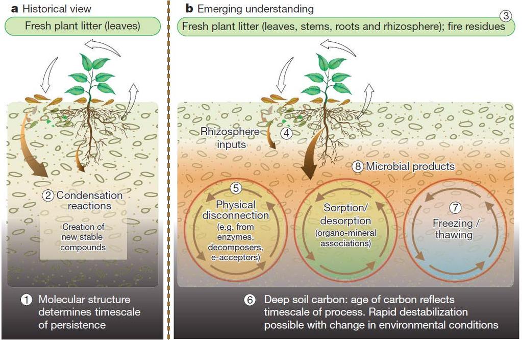 OM is Largely Derived from Fire and Rhizosphere Inputs, not Leaf Litter, and