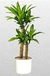 green foliage - lasting interior plant with