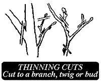 Stripping is not to be confused with selective thinning, which can also make shrubs and trees look open and Oriental.