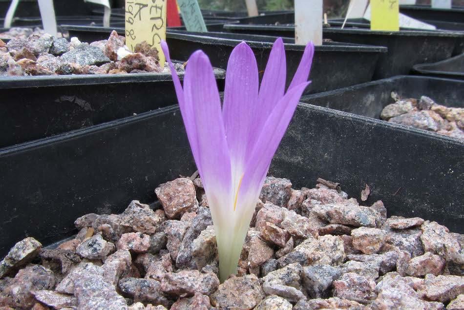 Colchicum tessellated hybrid We have grown this lovely tessellated Colchicum hybrid for many years and it is as reliable as clockwork always increasing well and provided we split the clumps every