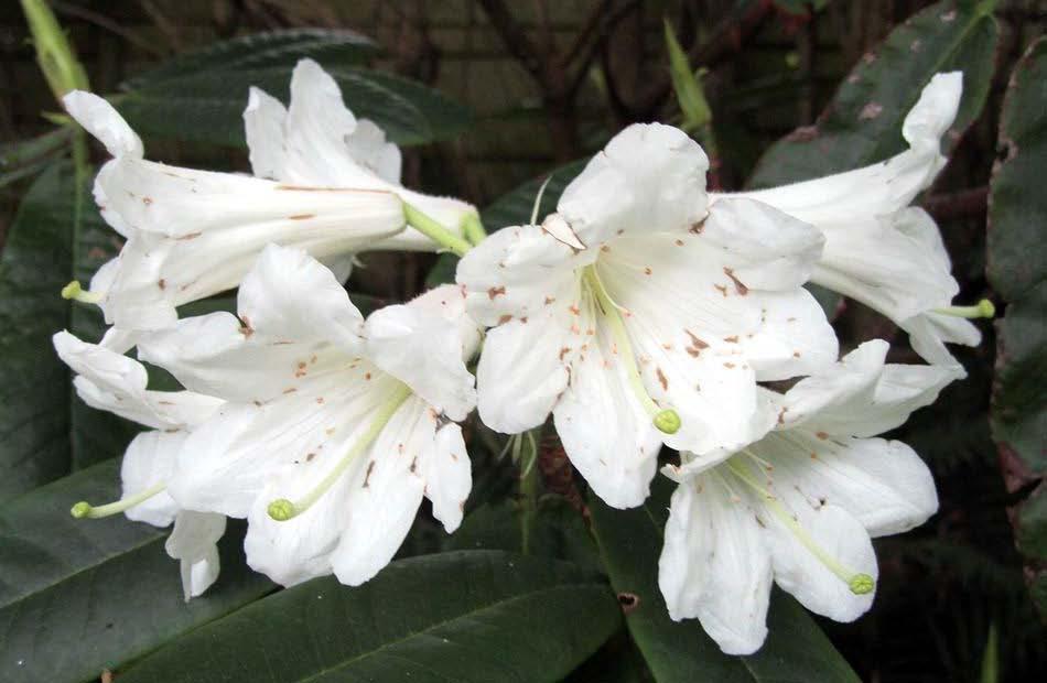 Rhododendron auriculatum A bit spotted with the rain, the beautifully