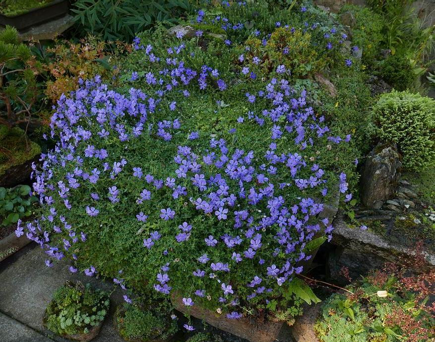 It is fascinating how some flower colours dominate seasons - many late summer/autumn flowering rock garden type plants such as those mentioned, as well as