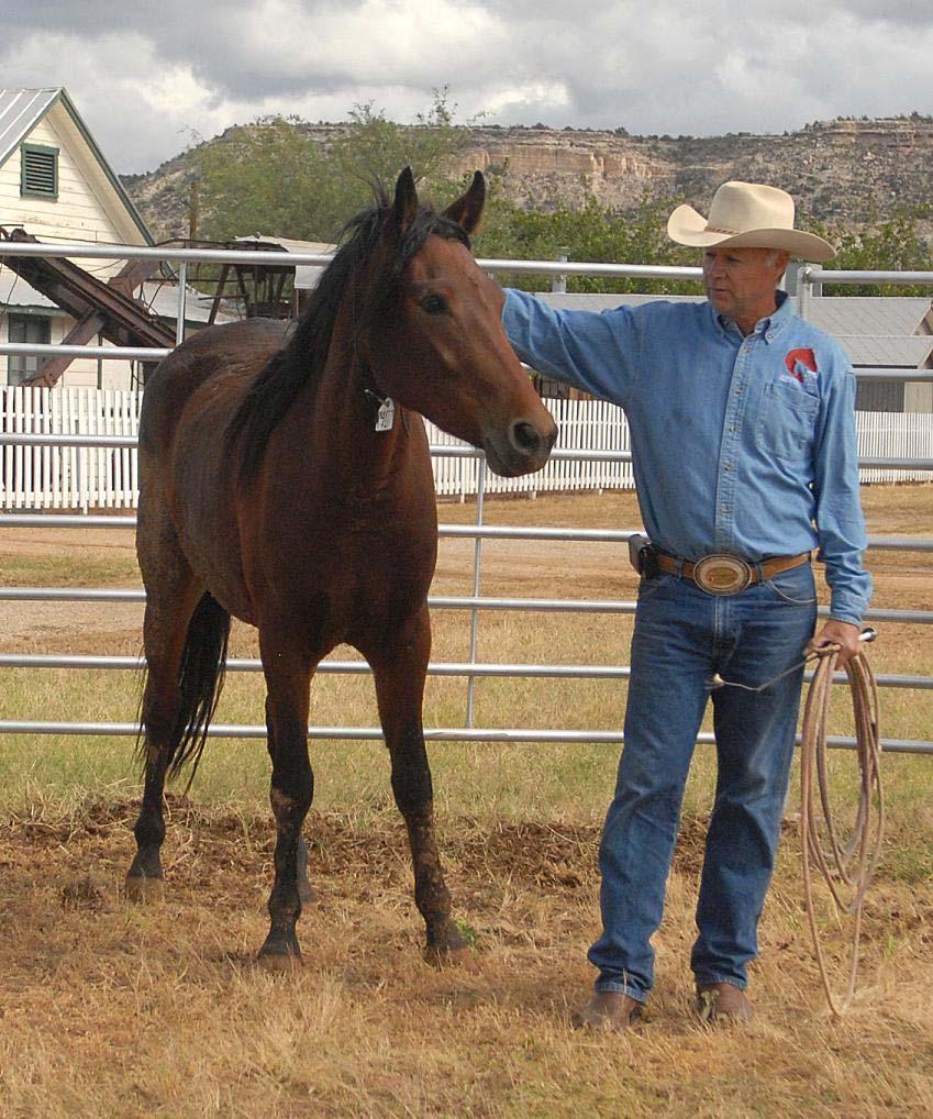 Randy Helm gives a demonstration of gentle and patient horse training using one of the wild horses
