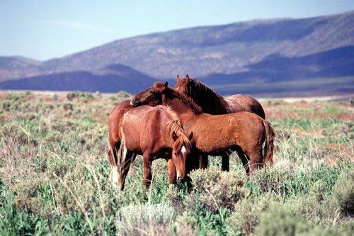 Healthy Horses on Healthy Ranges Photo Courtesy BLM: