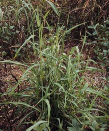 Johnson Grass In Virginia, Johnson grass (Sorghum halepense) is considered a noxious, invasive weed.