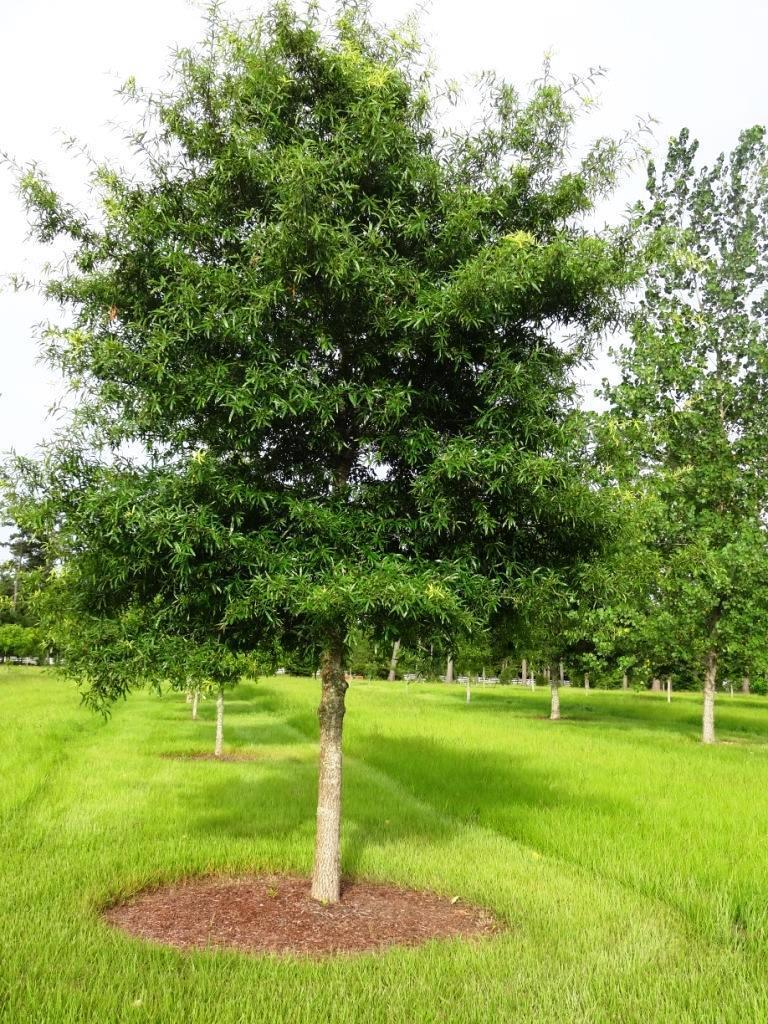 QP Quercus phellos / Willow oak Expected