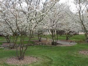 Small Deciduous Trees AG Amelanchier