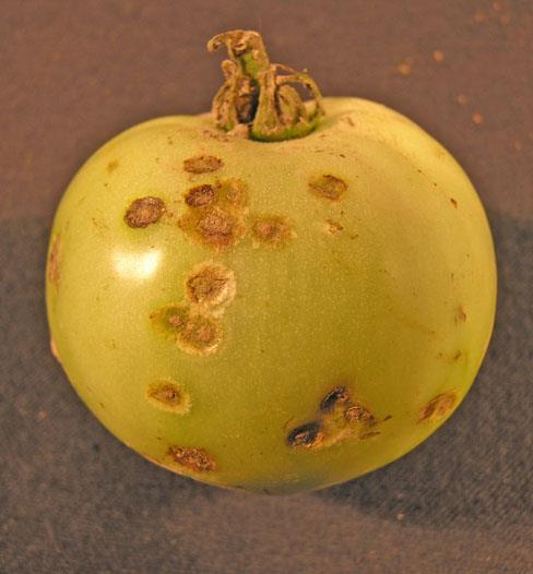 Tomato Bacterial canker-fruit symptoms- Clavibacter michiganensis pv. michiganensis product used, applications should be made every 2 to 3 days. Follow label.