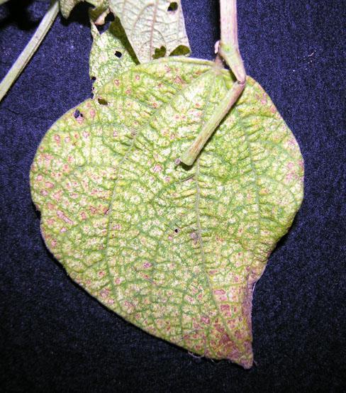 Bean spider mite damage Spruce spider mite damage Spruce spider mite damage Watermelon Pythium fruit rot of watermelon, also known as Pythium cottony leak, is caused by several species in the genus