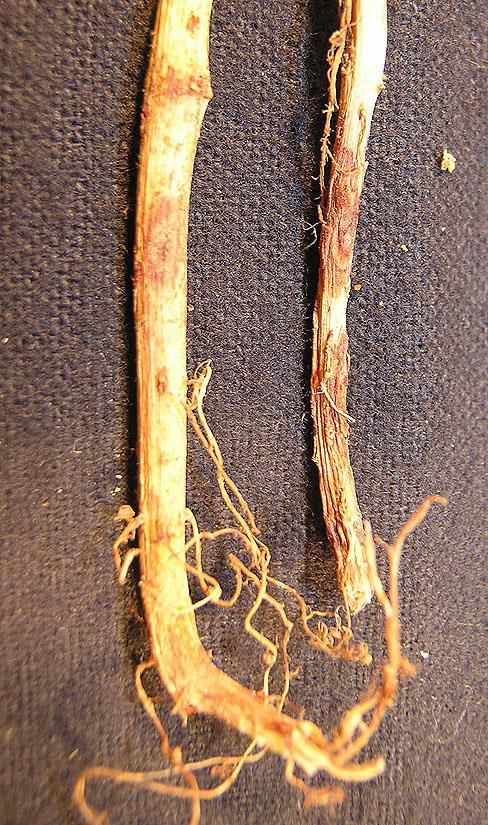 Rhizoctonia causes damping off of seedlings prior to or shortly after emergence. The roots and stems of older plants develop reddish-brown lesions and woody reddishbrown cankers near the soil line.