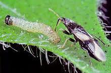 Minute Pirate Bug Orius insidiosus A common general predator in field crops Emerge early in spring Diet consists of a variety of small pests including thrips, whitefly, spider mites, aphids,