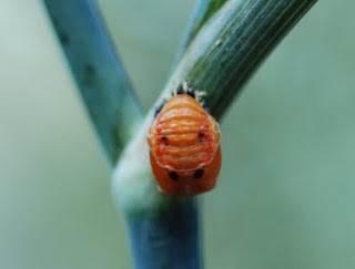 Within 8 to 10 days of release, each female ladybug lays 10-50 eggs daily on the underside of leaves.