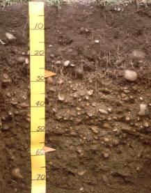 Similar soils Some soils that have similar properties to Waiau soils are: Upukerora: occurs on the active floodplain Glenelg: moderately to strongly leached Brown soil that occurs on intermediate to