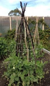 7. Train the plants up the teepee trellis as they grow. When each plant reaches 10 to 12 inches tall, use cloth ties to tie them to their stake.
