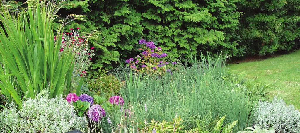 Rain Garden Plants To plan a successful rain garden, you'll need to familiarize yourself with plants that tolerate both saturated and drought conditions.