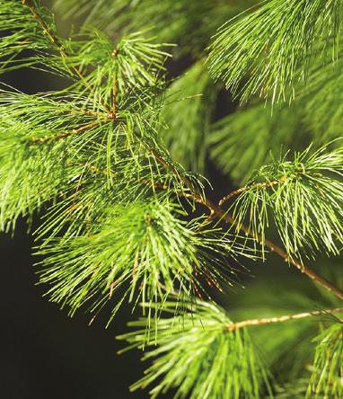 Evergreens (conifers) that have needles year round are optimal. Tree roots and leaf litter feed soil microbes that prevent erosion and allow more rainwater to soak into the ground.