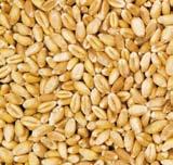 At reception plants, the drying of grain and oil seeds to attain the proper storage moisture level usually occurs directly after initial cleaning.