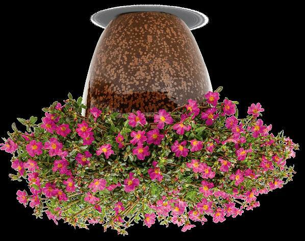 Notes: For all sizes of containers, pinch the liner 1-2 weeks after transplant; for containers larger than 6" and for hanging baskets, trim around the edge of the container as needed prior to spacing