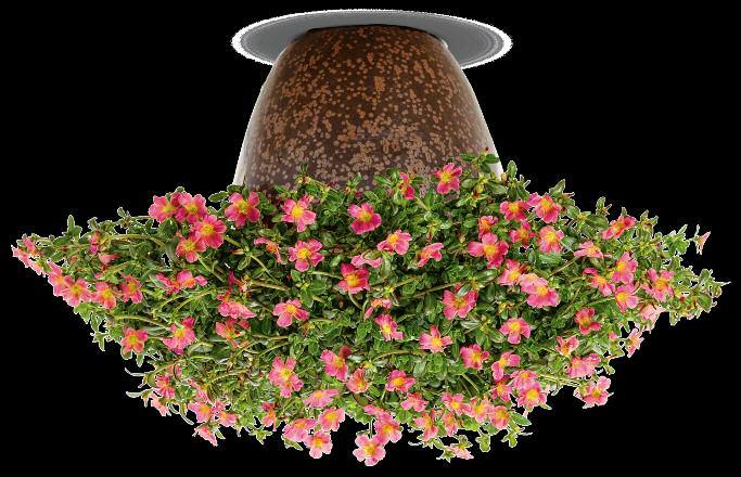 Use them as trailers in hanging baskets or as an annual groundcover. Growing Tips for MOJAVE Grow on the dry side to help naturally control growth. 100-150 ppm fertilizer for optimum growth.