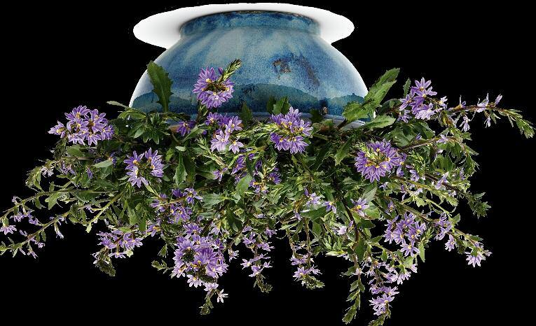 Whirlwind Blue has fade-proof purple-blue flowers, looks great in a four-inch container, and is ideal for landscaping.