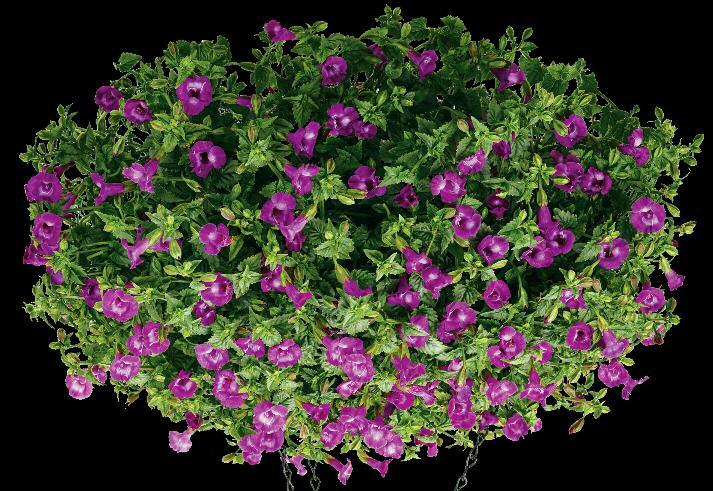 CATALINA Catalina will make a colorful addition to your shade collection, as they thrive and bloom in any amount of sunlight.