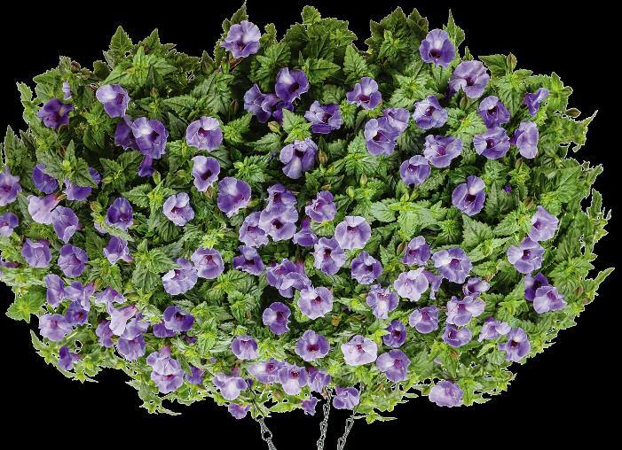 Performer In-Ground and Containers, Kansas State University 8-16" Vigor: 2 Growing Tips for CATALINA Prefers warmer production temperatures; cold, wet
