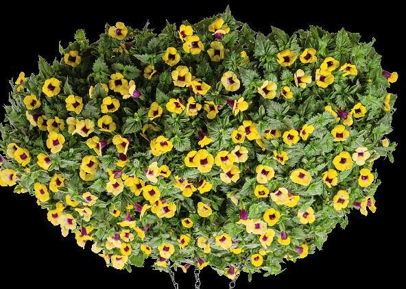 Great as groundcovers, fantastic in window boxes and hanging baskets, and the ideal choice as spillers in containers, their deep, dark flower colors look