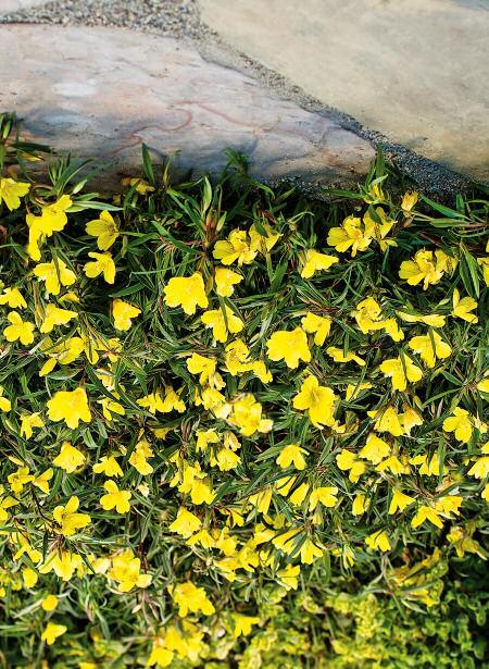 N E W LEMON DROP Oenothera LANDSCAPE 8-12" Zones 5-11 Easy to grow, maintenance-free, and heat tolerant, Lemon Drop is a glorious, summer-long bloomer for hot,