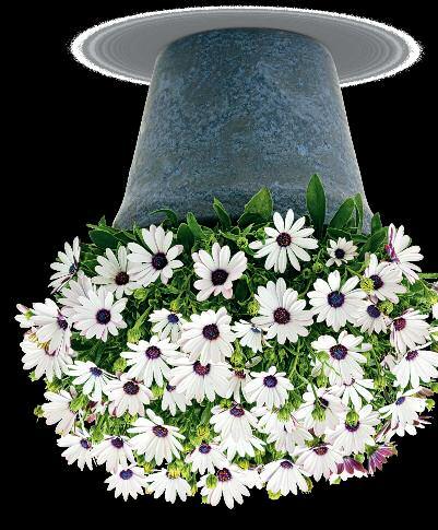 SOPRANO and SYMPHONY Osteospermum Growers who are familiar with Osteospermum are well-versed in Soprano, the classic series with improved heat tolerance.