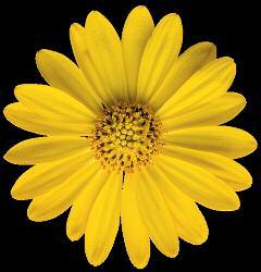 Notes: 8-12" Vigor: 2 Dual cold and heat tolerance results in a long sales window for Bright Lights Osteospermums.