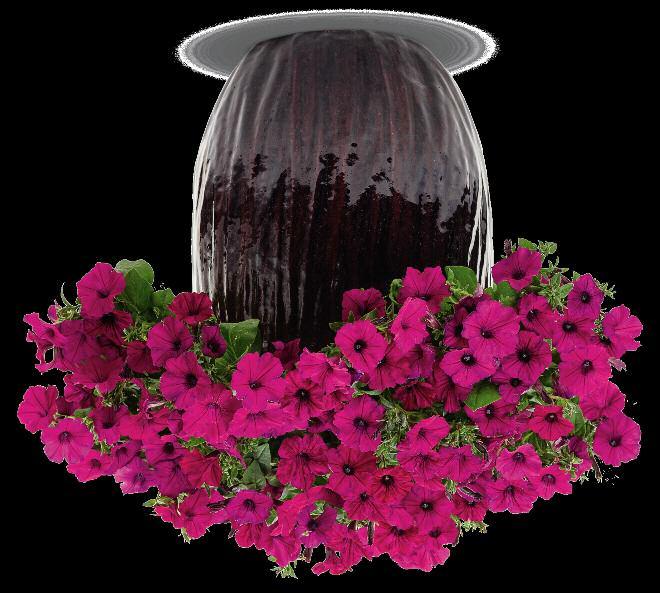 Whether you re using them to create extraordinary hanging baskets, upright combos or in landscapes, you can expect an exceptional show of color from planting until frost.