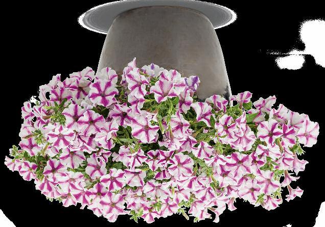 LOVIE DOVIE BBTUN91601 USPPAF CanPBRAF Ruffled white flowers with a stable, magenta pink star pattern. This durable, all-season performer has great heat and humidity tolerance. New this year.