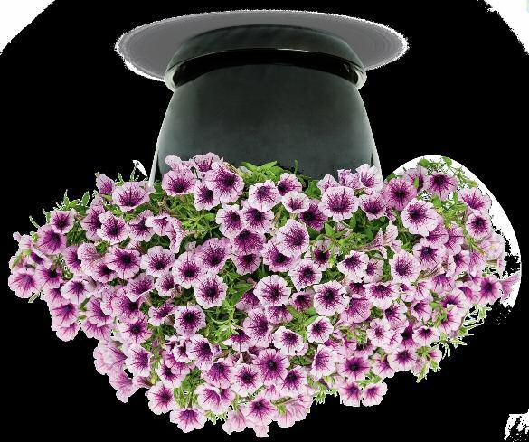 be used as a substitute for Calibrachoa in