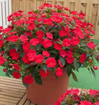 GROW SUNPATIENS COLD WITH GREAT RESULTS SunPatiens, very well known for its excellent heat tolerance, also tolerates cold temperatures!