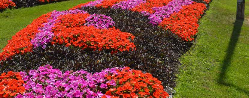 For consumers, the better cold tolerance offers great advantage for a broader use of SunPatiens as a true bedding plant in colder climates, as well as in Autumn.