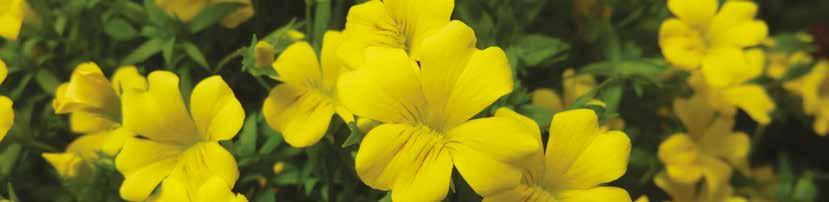 MECARDONIA MAGIC CARPET TM A tough, durable plant that is loaded with a continuous supply of bright yellow flowers all season long.